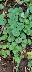 Hydrocotyle bonplandii (Hydrocotyle bonplandii)