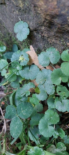 Hydrocotyle bonplandii (Hydrocotyle bonplandii)