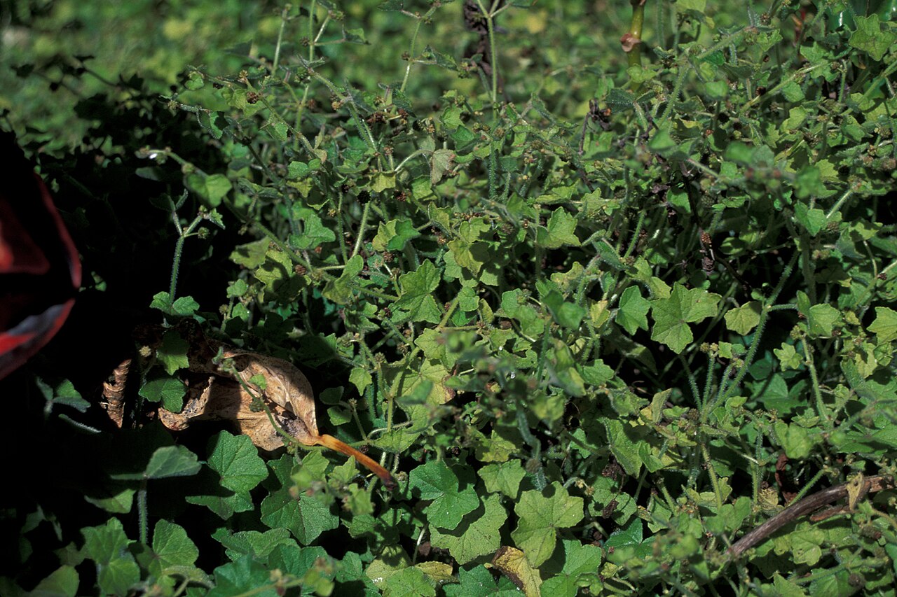 Largeleaf marshpennywort: Hydrocotyle bowlesioides (habit). Location: Maui, Enchanting Floral Gardens of Kula