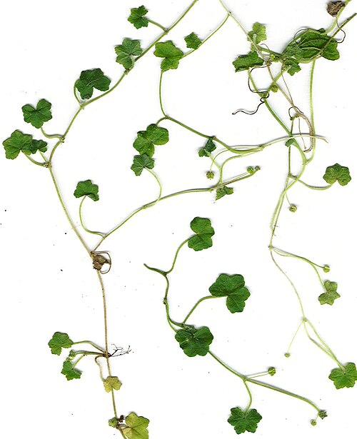 Largeleaf marshpennywort: Marsh pennywort ( Hydrocotyle bowlesioides ) plant. Location: Maui, Wailea
