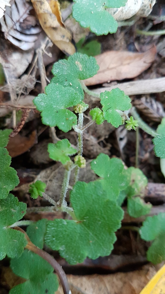 Largeleaf marshpennywort (Hydrocotyle bowlesioides)