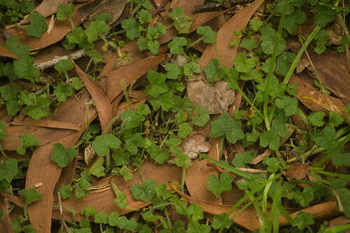 Largeleaf marshpennywort (Hydrocotyle bowlesioides)