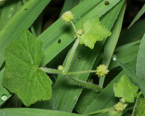 Largeleaf marshpennywort (Hydrocotyle bowlesioides)