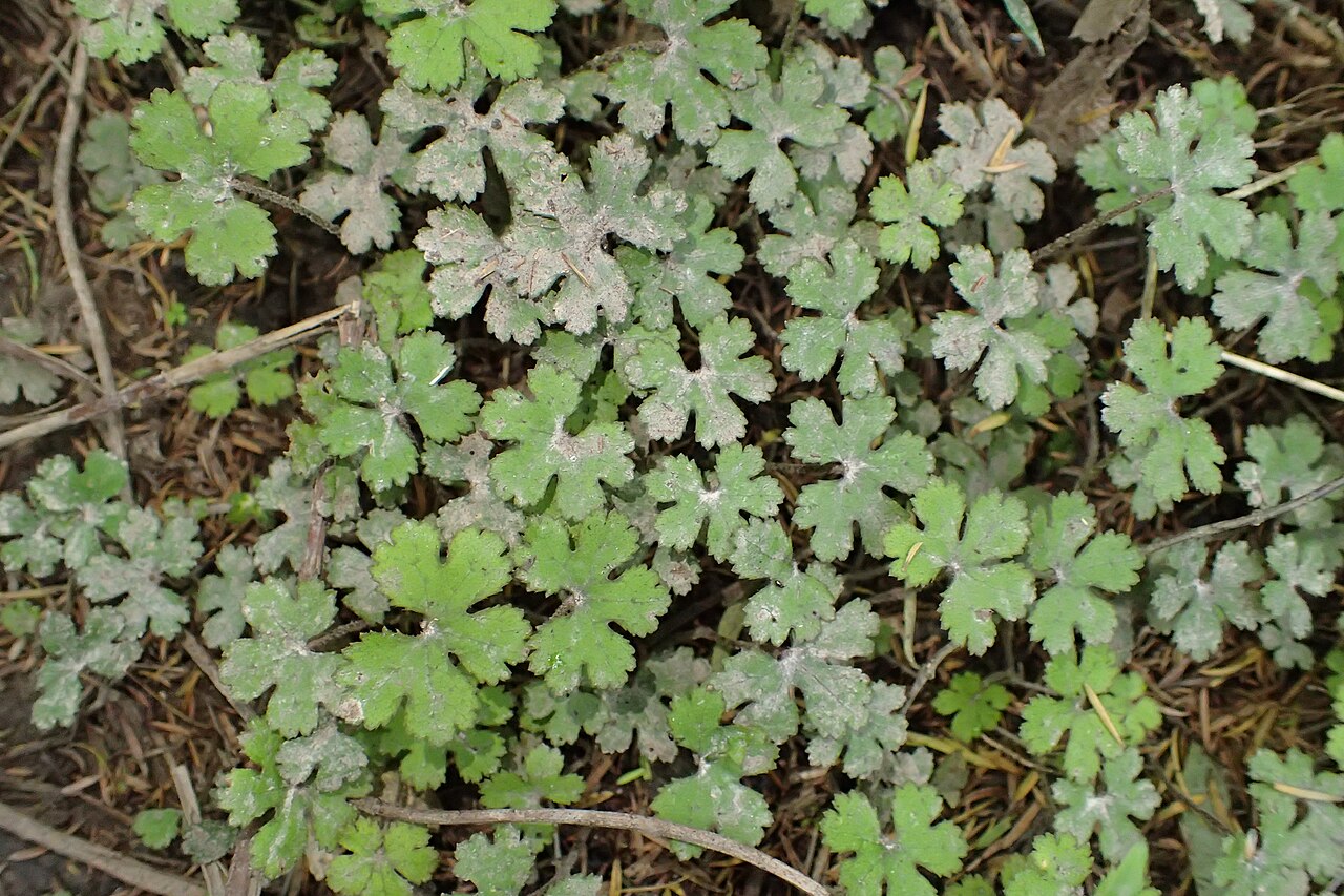 Hydrocotyle elongata: Hydrocotyle elongata near Te Reinga Falls, Hawkes's Bay