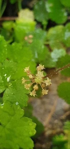 Hydrocotyle elongata (Hydrocotyle elongata)