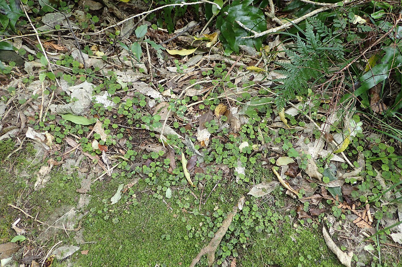 Hydrocotyle elongata: Hydrocotyle elongata near Waikaremoana Lake, Hawkes's Bay