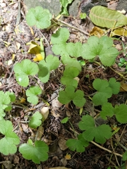 Hydrocotyle elongata (Hydrocotyle elongata)