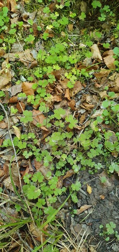 Hydrocotyle elongata (Hydrocotyle elongata)