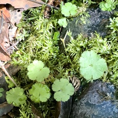 Hydrocotyle elongata (Hydrocotyle elongata)