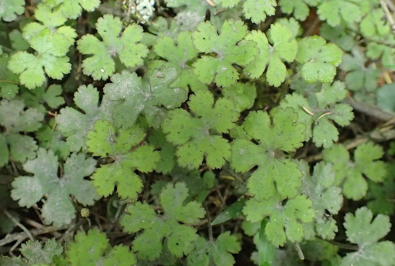 Hydrocotyle elongata: Hydrocotyle elongata near Te Reinga Falls, Hawkes's Bay