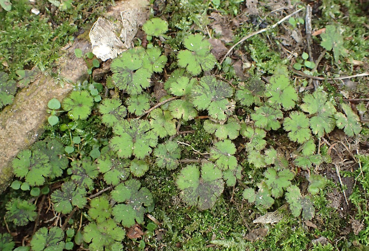 Hydrocotyle elongata: Hydrocotyle elongata near Waikaremoana Lake, Hawkes's Bay