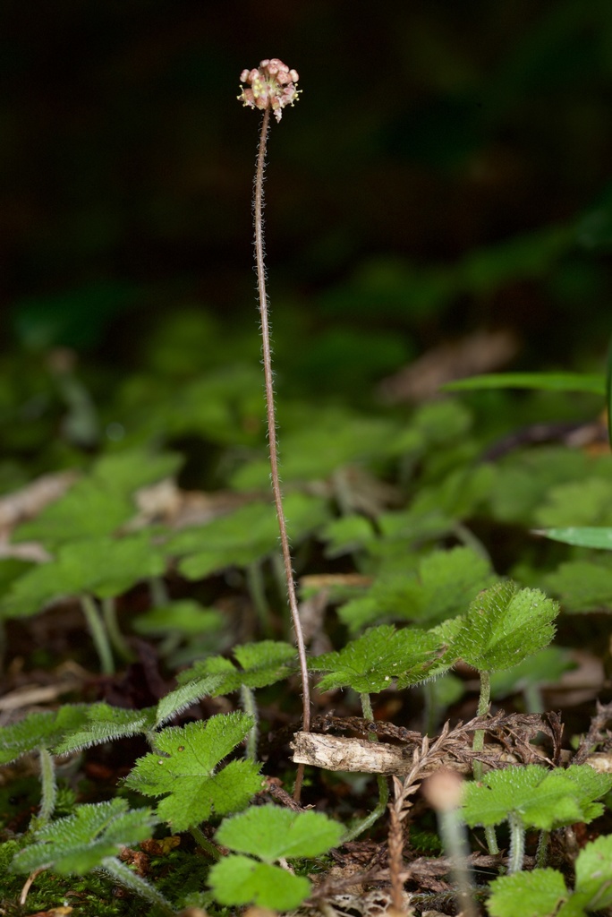 Hydrocotyle elongata (Hydrocotyle elongata)