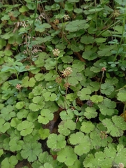 Hydrocotyle elongata (Hydrocotyle elongata)
