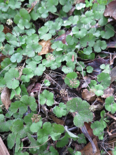 Hydrocotyle elongata (Hydrocotyle elongata)