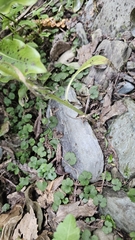Hydrocotyle elongata (Hydrocotyle elongata)