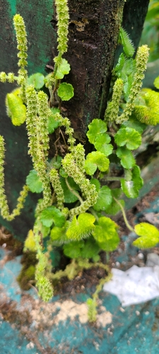 Yerba de clavo (Hydrocotyle hirsuta)