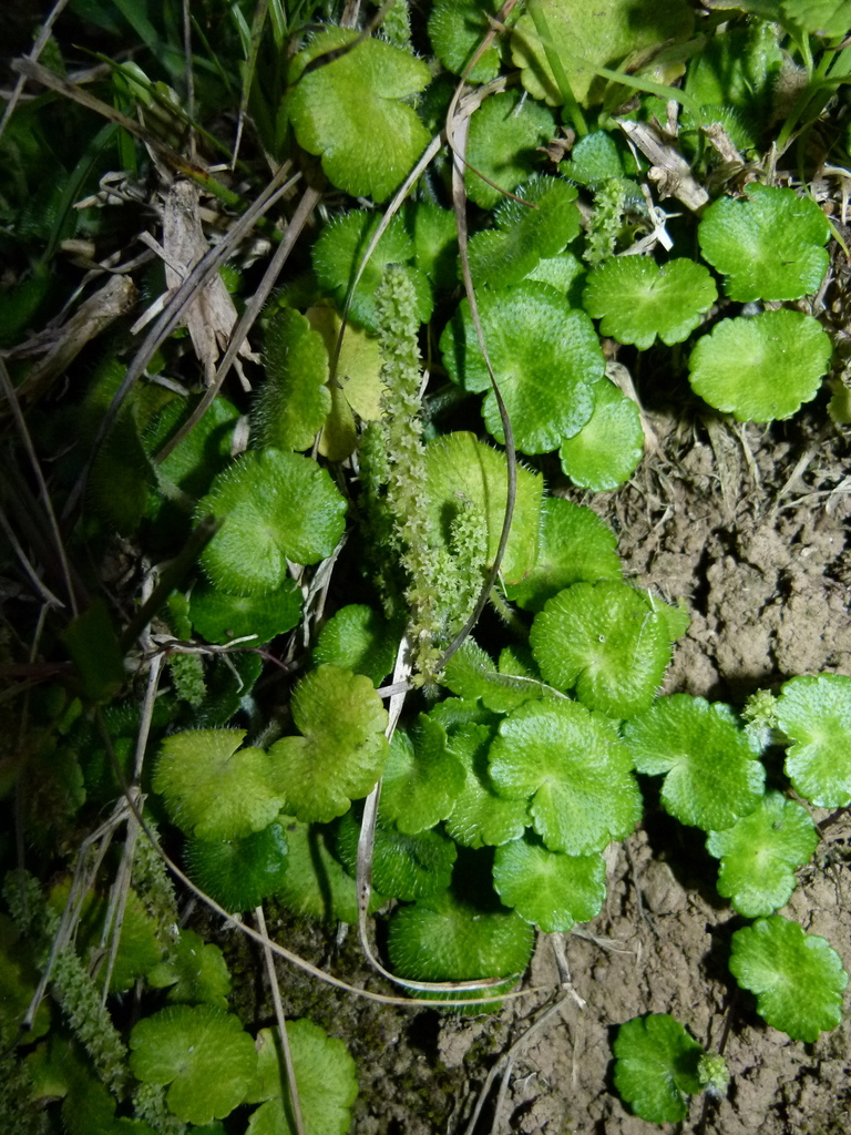 Yerba de clavo (Hydrocotyle hirsuta)