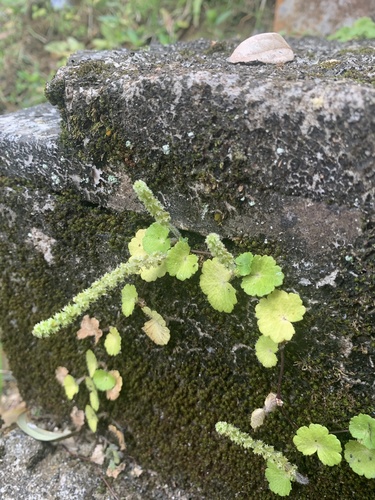 Yerba de clavo (Hydrocotyle hirsuta)