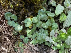 Yerba de clavo (Hydrocotyle hirsuta)
