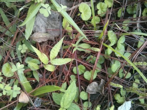Yerba de clavo (Hydrocotyle hirsuta)