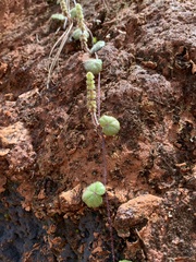 Yerba de clavo (Hydrocotyle hirsuta)