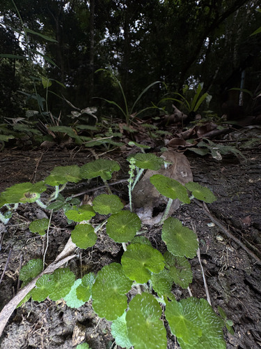 Yerba de clavo (Hydrocotyle hirsuta)