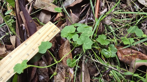 Hydrocotyle hirta (Hydrocotyle hirta)