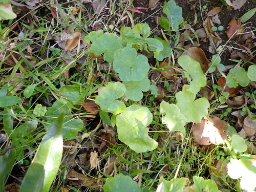 Hydrocotyle hirta (Hydrocotyle hirta)