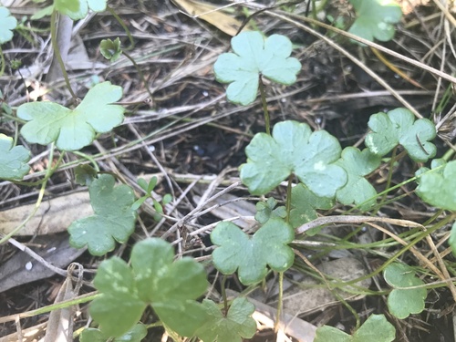 Hydrocotyle hirta (Hydrocotyle hirta)