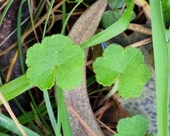 Hydrocotyle hirta (Hydrocotyle hirta)