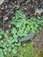 Hydrocotyle hirta (Hydrocotyle hirta)