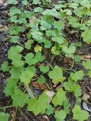 Hydrocotyle hirta (Hydrocotyle hirta)
