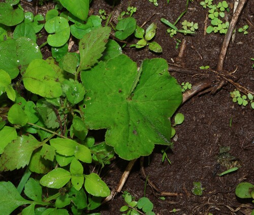 Hydrocotyle hirta (Hydrocotyle hirta)