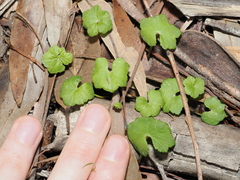 Hydrocotyle hirta (Hydrocotyle hirta)