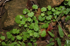 Hydrocotyle hirta (Hydrocotyle hirta)