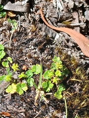 Hydrocotyle hirta (Hydrocotyle hirta)