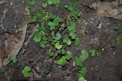 Hydrocotyle hirta (Hydrocotyle hirta)