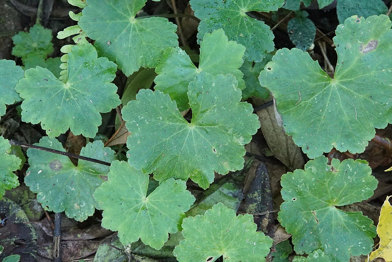 Hydrocotyle javanica: Kakkayam