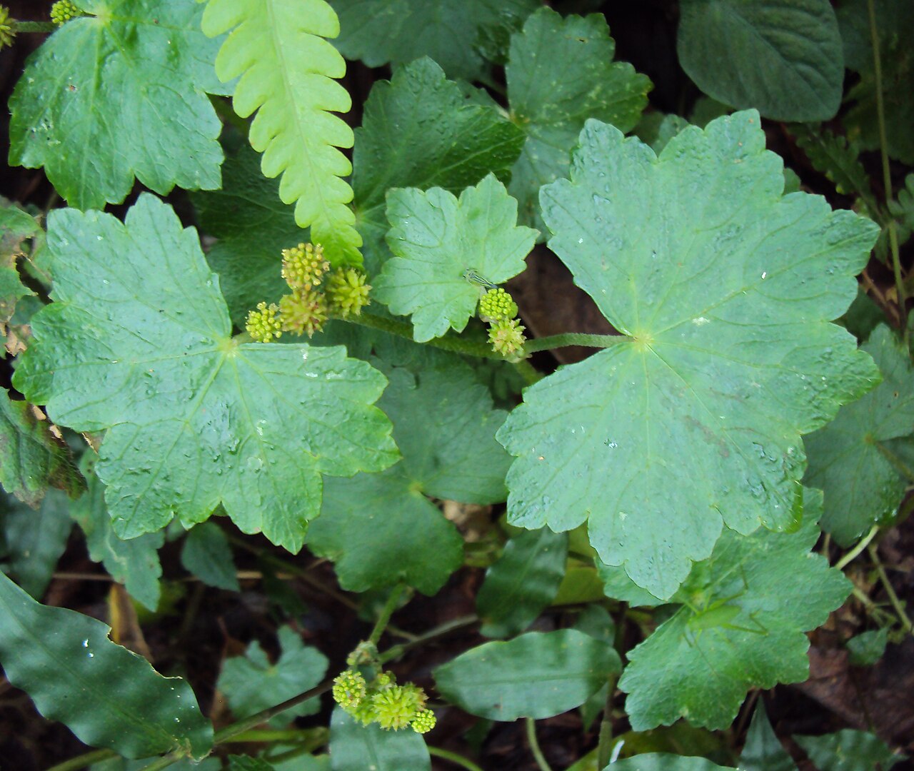 Hydrocotyle javanica: Hydrocotyle javanica - Java pennywort