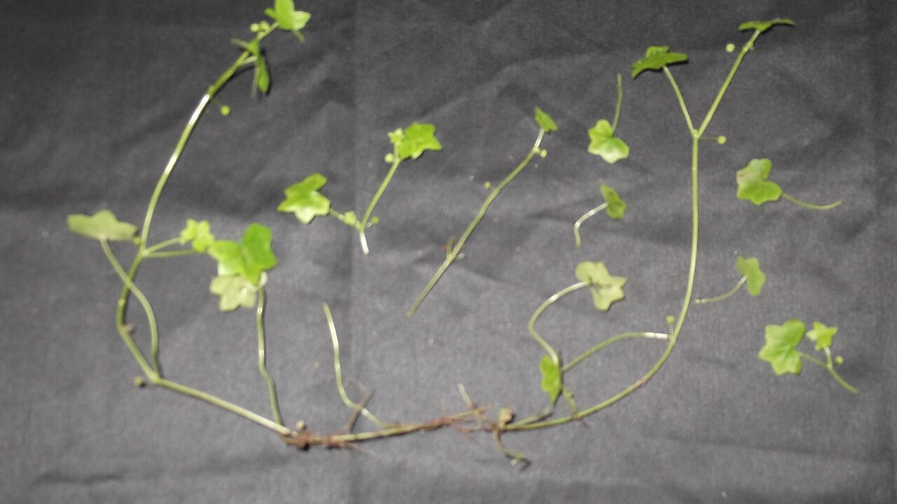 Hydrocotyle javanica: Umbelliferae-herb,leaves 5-7 lobed,flowers greenish,