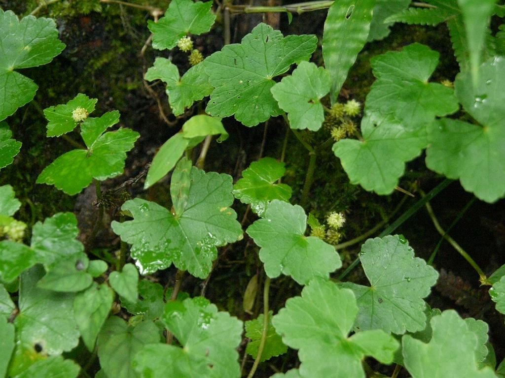 Hydrocotyle javanica: Hydrocotyle javanica:オオバチドメ 2008/08/31 和歌山県田辺市:Tanabe city, Wakayama Pref. Japan