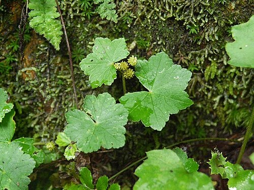 Hydrocotyle javanica: Hydrocotyle javanica:オオバチドメ 2008/08/31 和歌山県田辺市:Tanabe city, Wakayama Pref. Japan