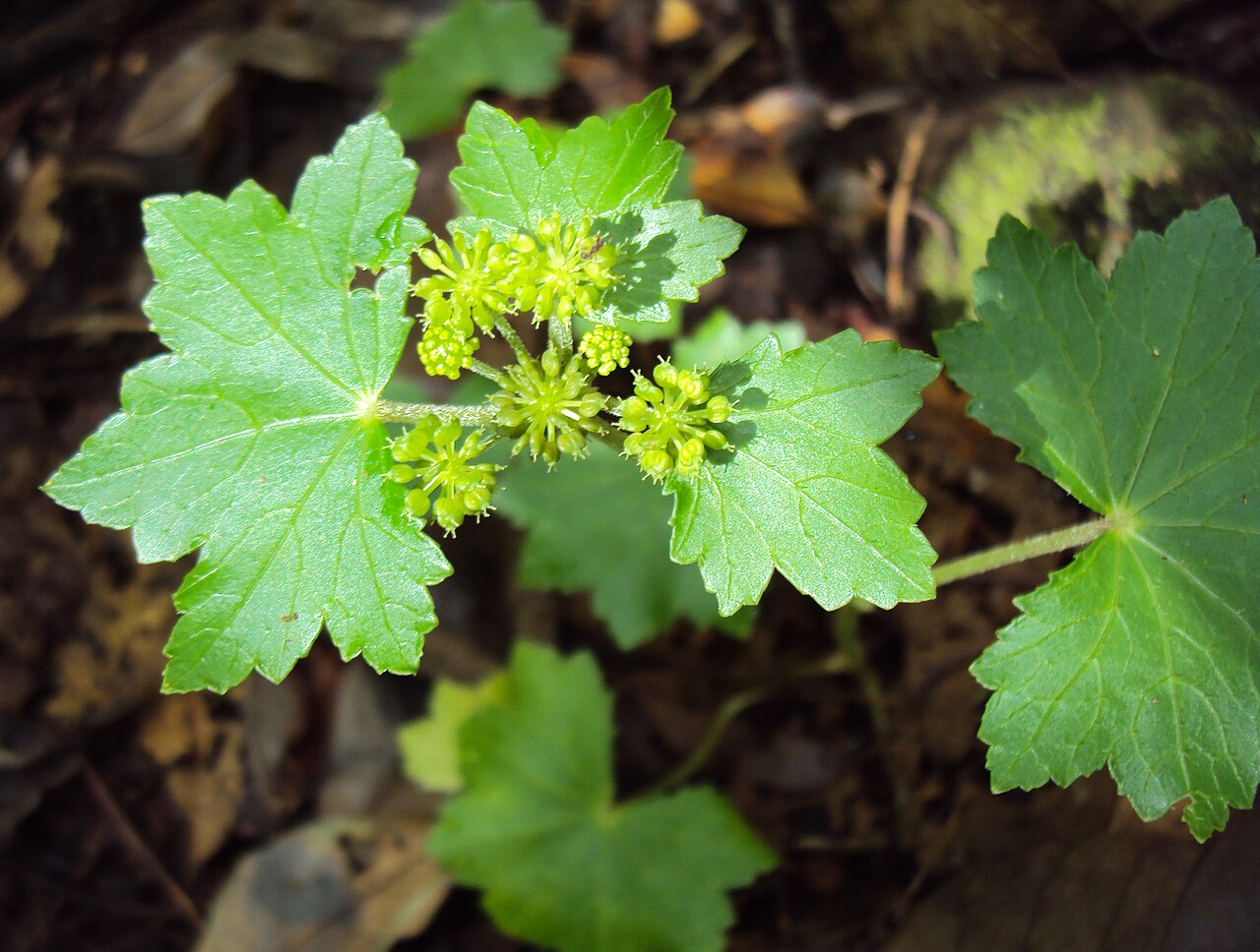 Hydrocotyle javanica: Hydrocotyle javanica - Java pennywort