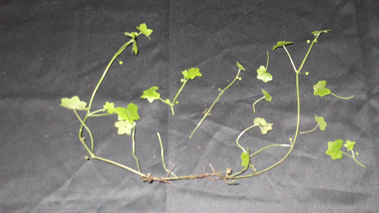 Hydrocotyle javanica: Umbelliferae-herb,leaves 5-7 lobed,flowers greenish,