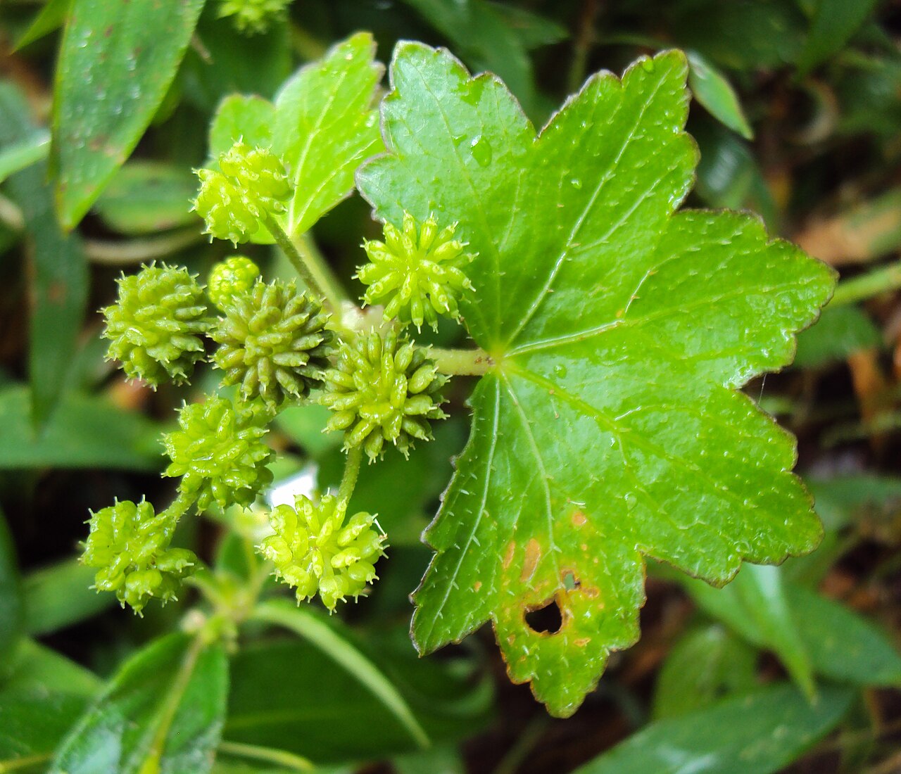 Hydrocotyle javanica: Hydrocotyle javanica - Java pennywort