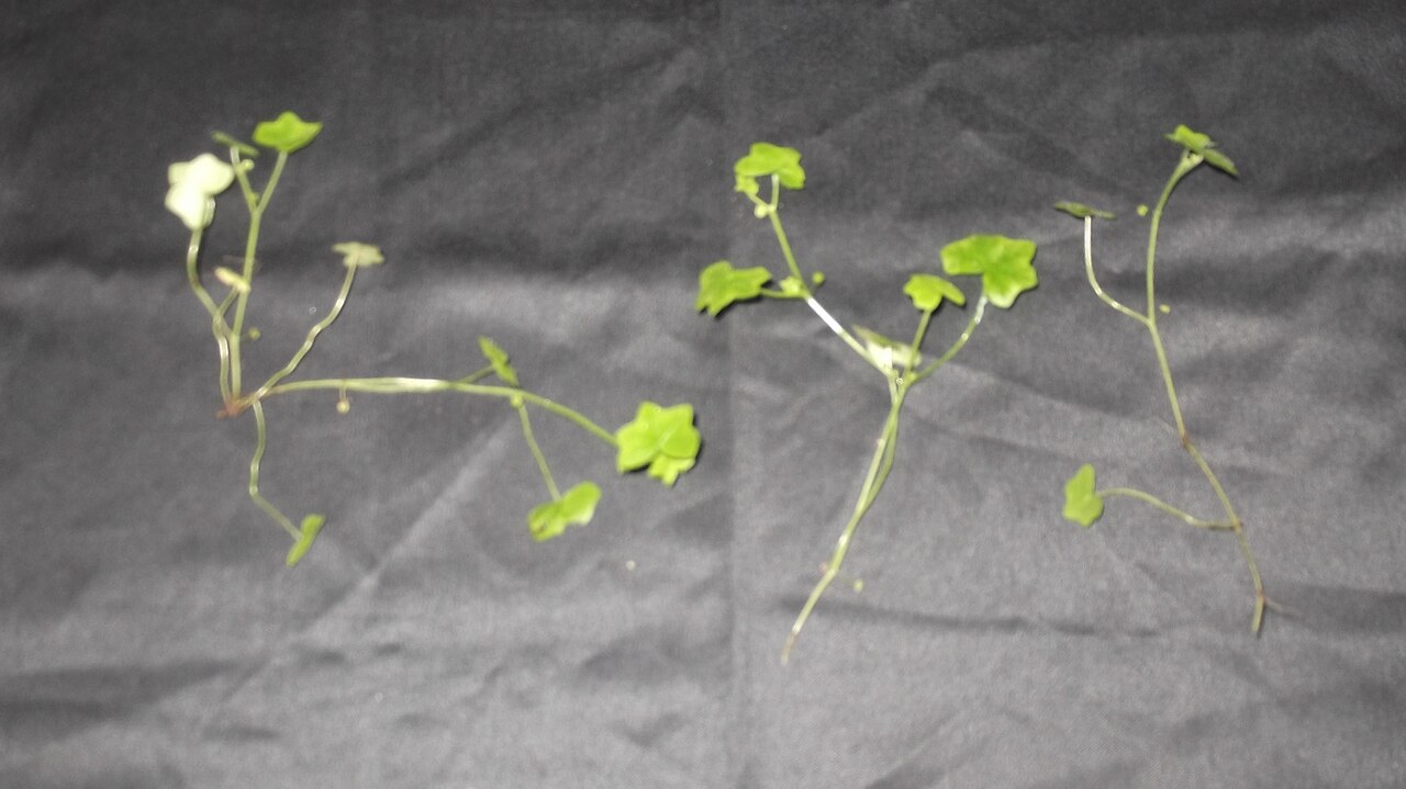 Hydrocotyle javanica: Umbelliferae-herb,leaves 5-7 lobed,flowers greenish,