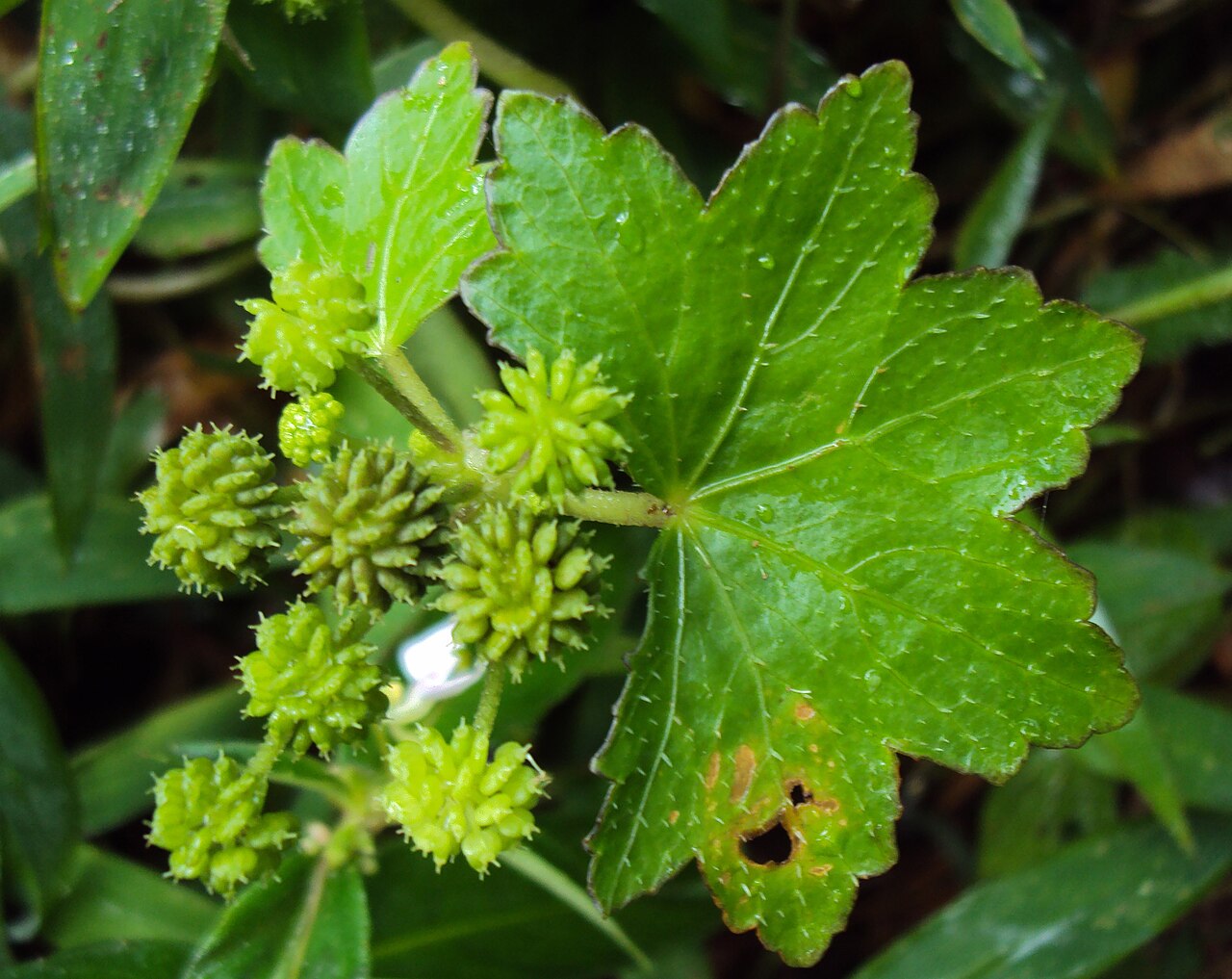 Hydrocotyle javanica: Hydrocotyle javanica - Java pennywort