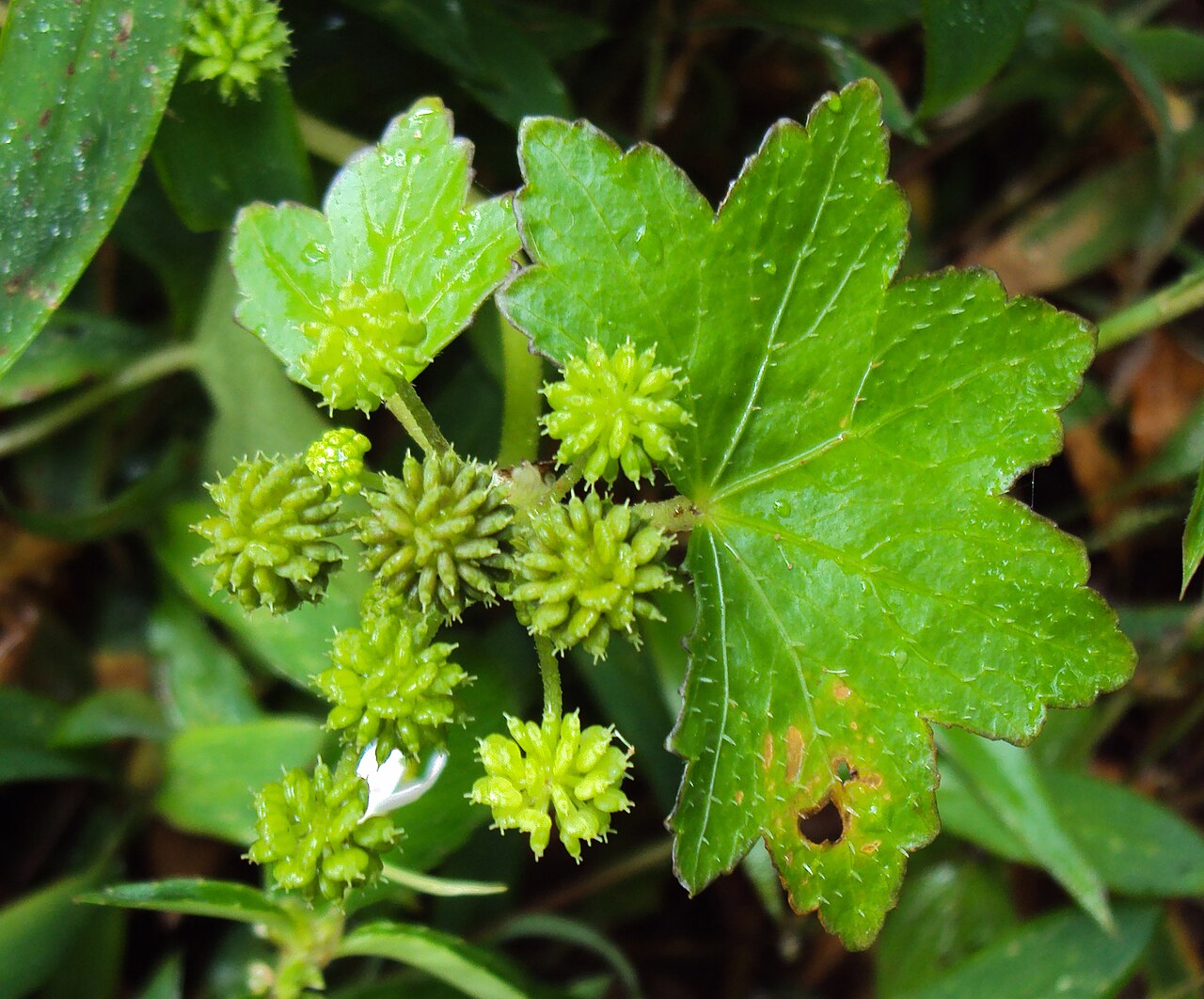 Hydrocotyle javanica: Hydrocotyle javanica - Java pennywort