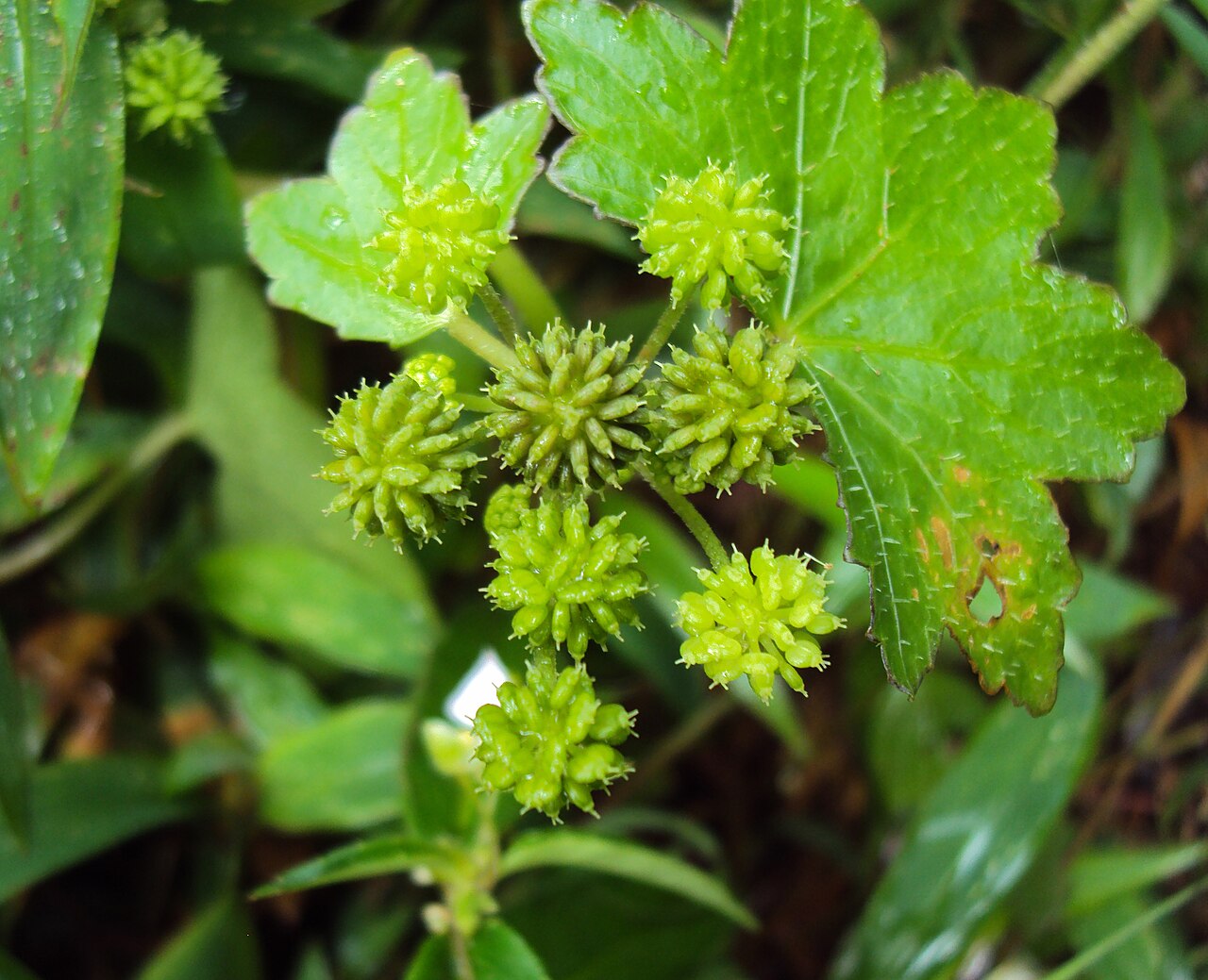 Hydrocotyle javanica: Hydrocotyle javanica - Java pennywort