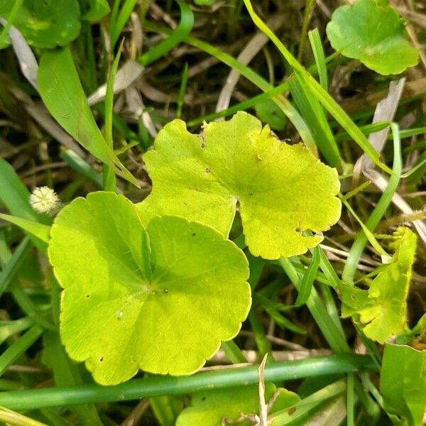 Hydrocotyle leucocephala (Hydrocotyle leucocephala)